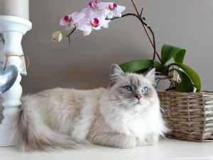 Dream meaning of white cats in the house