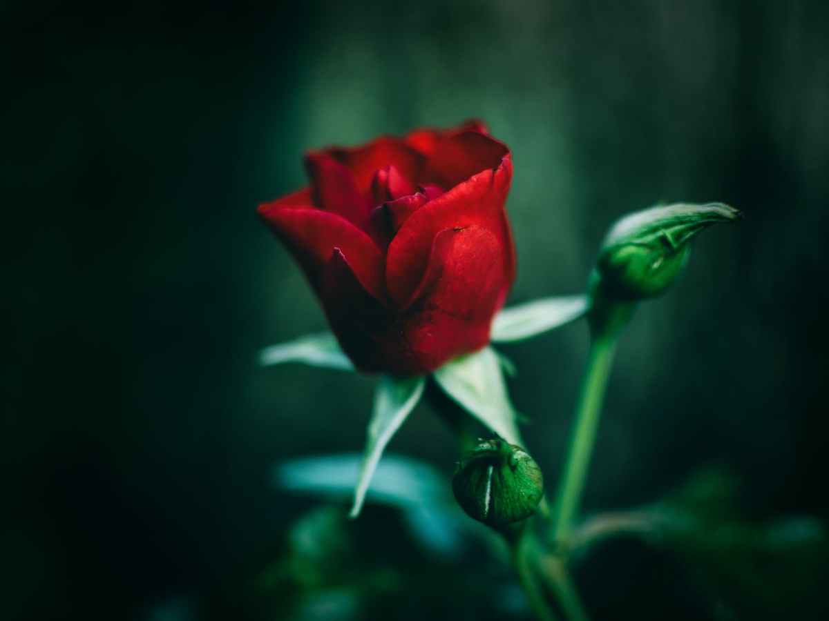 Red Roses Dream Meaning